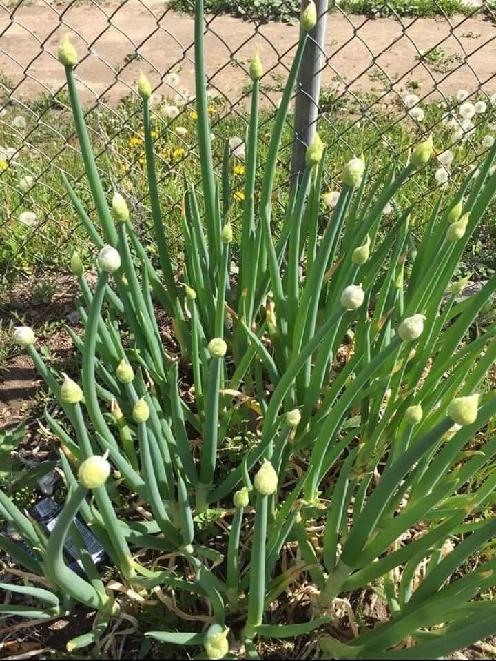 118234545 178057617171034 6443902016227817054 n