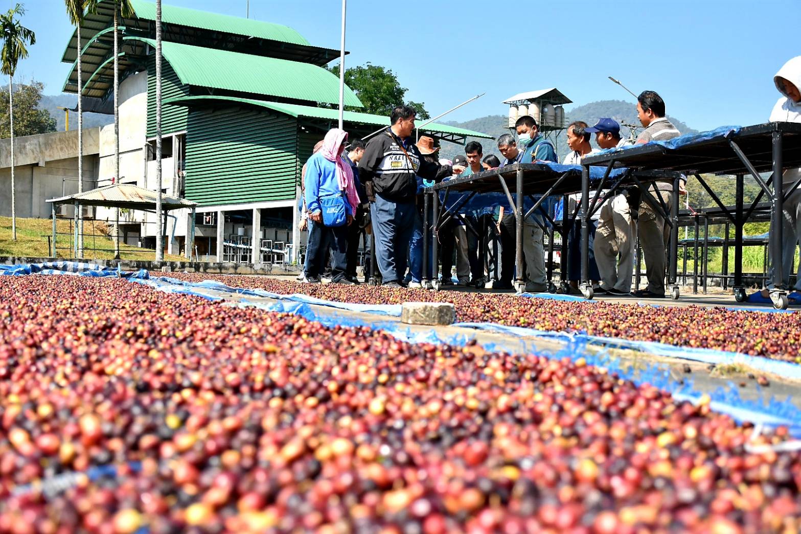 มกอช. อบรมความรู้เกษตรกรศูนย์พัฒนาโครงการหลวงแม่สาใหม่ แปรรูปผลกาแฟเชอรี่เป็นกาแฟกะลาตามมาตรฐานสินค้าเกษตรที่มีคุณภาพดี และเป็นที่ยอมรับของผู้บริโภค 6 1739067