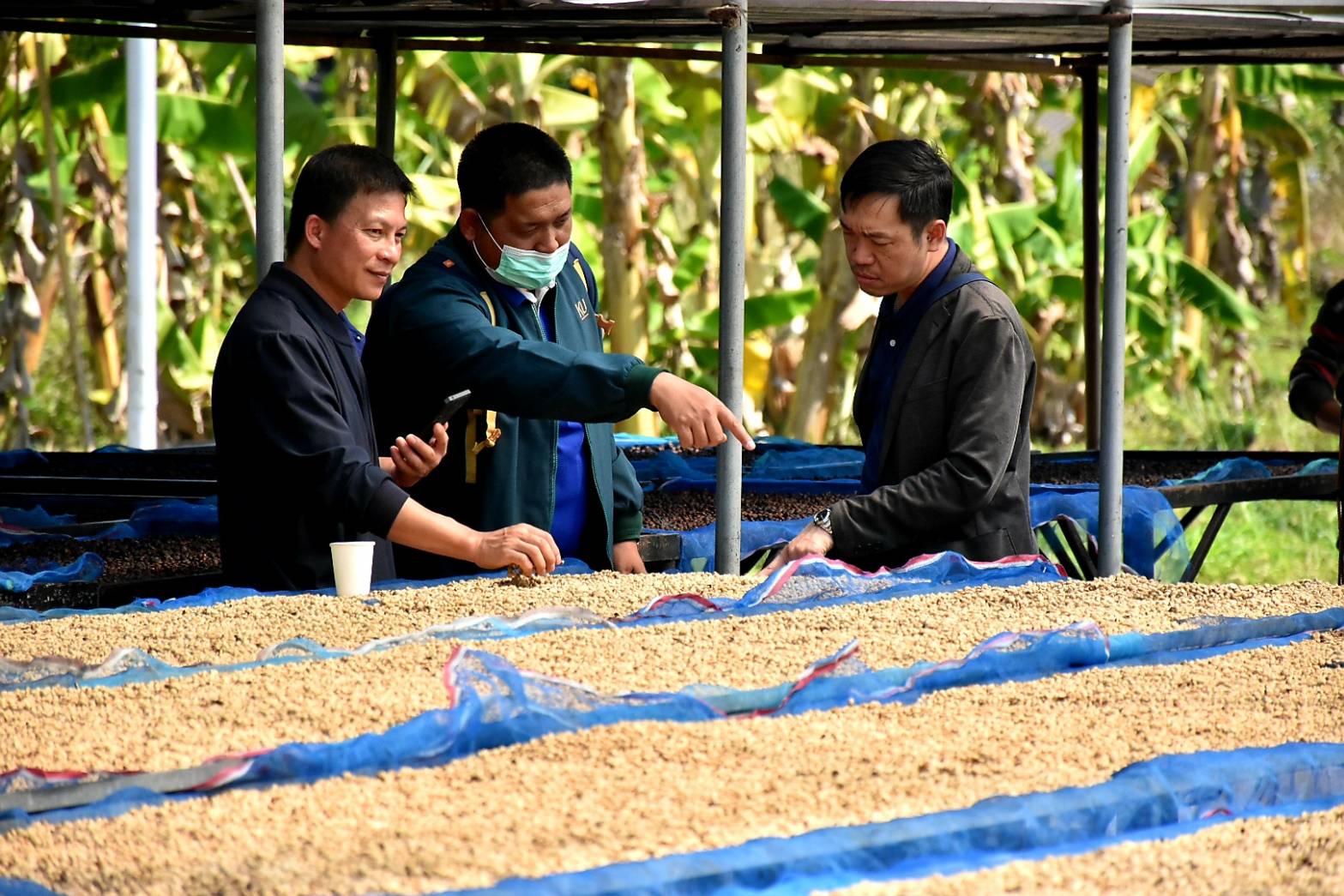 มกอช. อบรมความรู้เกษตรกรศูนย์พัฒนาโครงการหลวงแม่สาใหม่ แปรรูปผลกาแฟเชอรี่เป็นกาแฟกะลาตามมาตรฐานสินค้าเกษตรที่มีคุณภาพดี และเป็นที่ยอมรับของผู้บริโภค 7 1739068