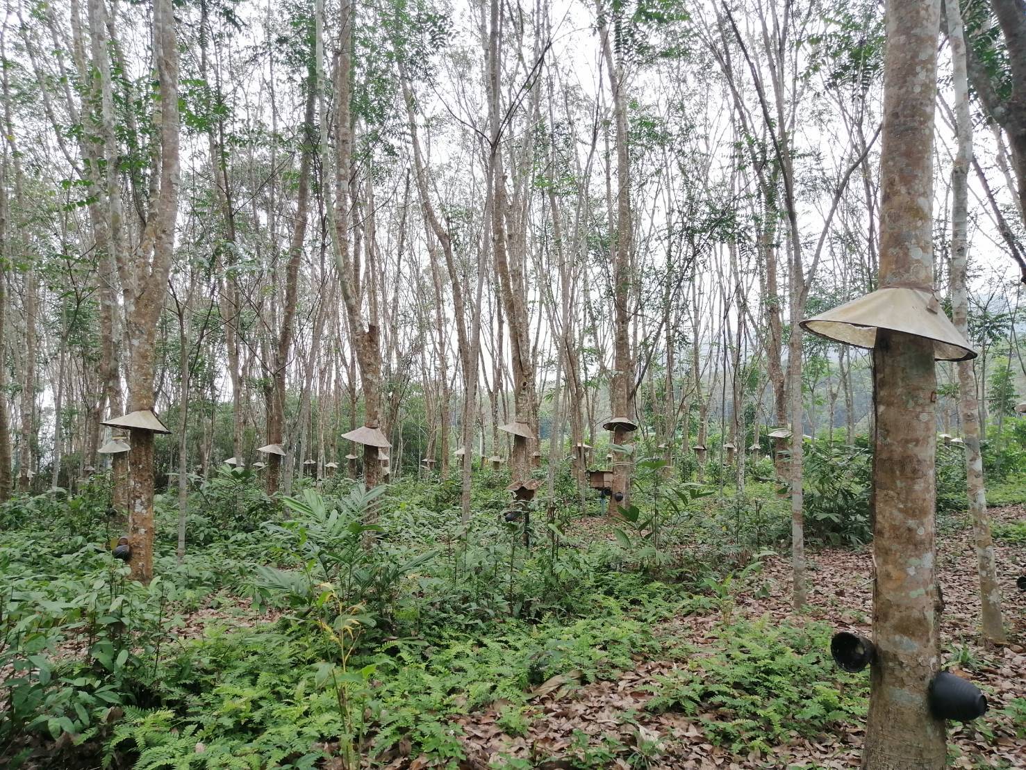 "ศูนย์เรียนรู้เกษตรผสมผสานและนวัตกรรมเกษตร " จ.สุราษฎร์ธานี แหล่งศึกษาดูงาน ขยายผลความสำเร็จสู่เกษตรกร 8 1740849 0