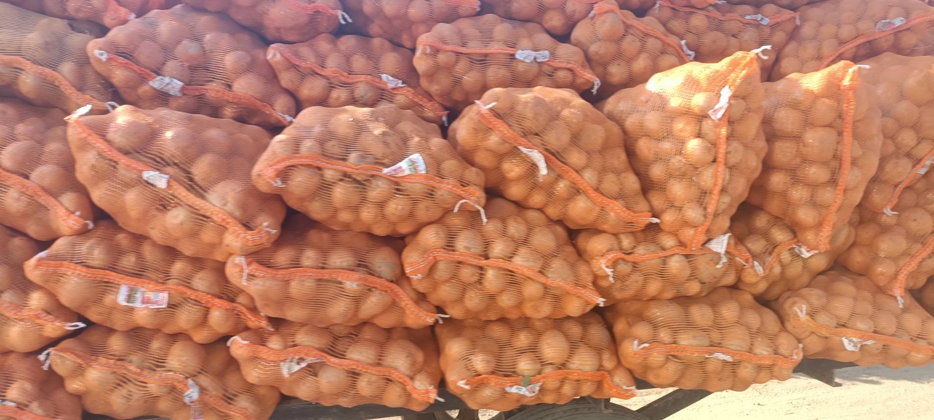 สศท.1 เกาะติดสถานการณ์ผลิตมันฝรั่ง 6 จังหวัดภาคเหนือตอนบนปีนี้ ผลผลิตรวม 7.3 หมื่นตัน เตรียมแผนลงพื้นที่ ก.พ. - มี.ค. 68 สำรวจข้อมูลเอกภาพ 5 33514 0 0