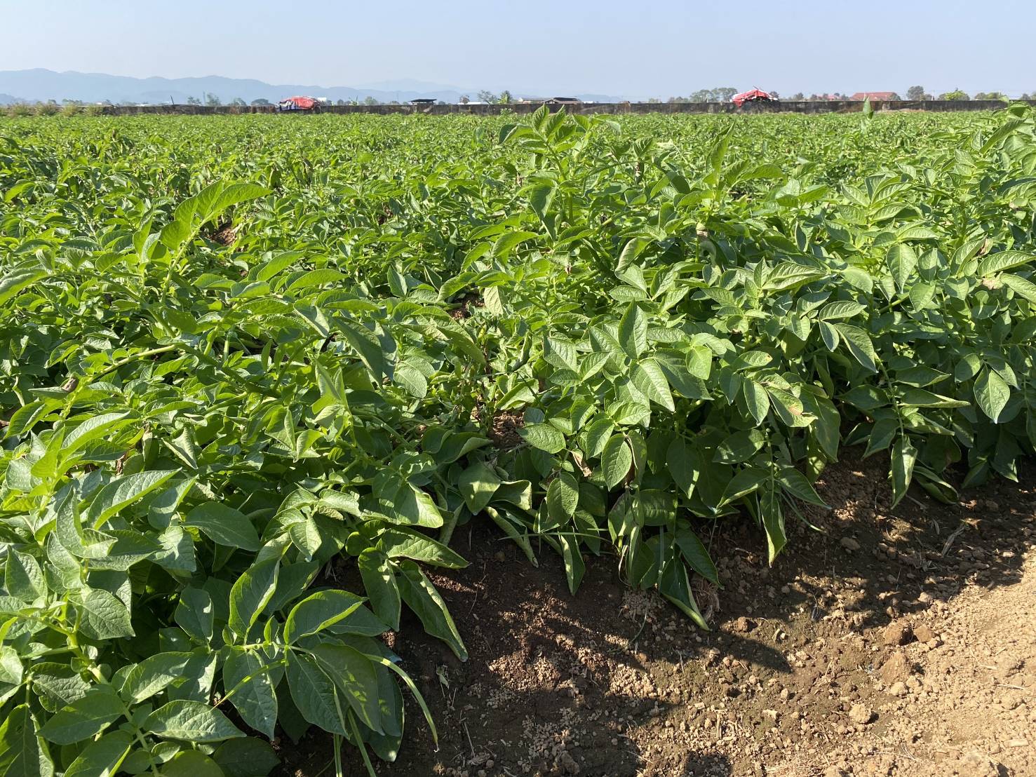 สศท.1 เกาะติดสถานการณ์ผลิตมันฝรั่ง 6 จังหวัดภาคเหนือตอนบนปีนี้ ผลผลิตรวม 7.3 หมื่นตัน เตรียมแผนลงพื้นที่ ก.พ. - มี.ค. 68 สำรวจข้อมูลเอกภาพ 6 33517 0 0