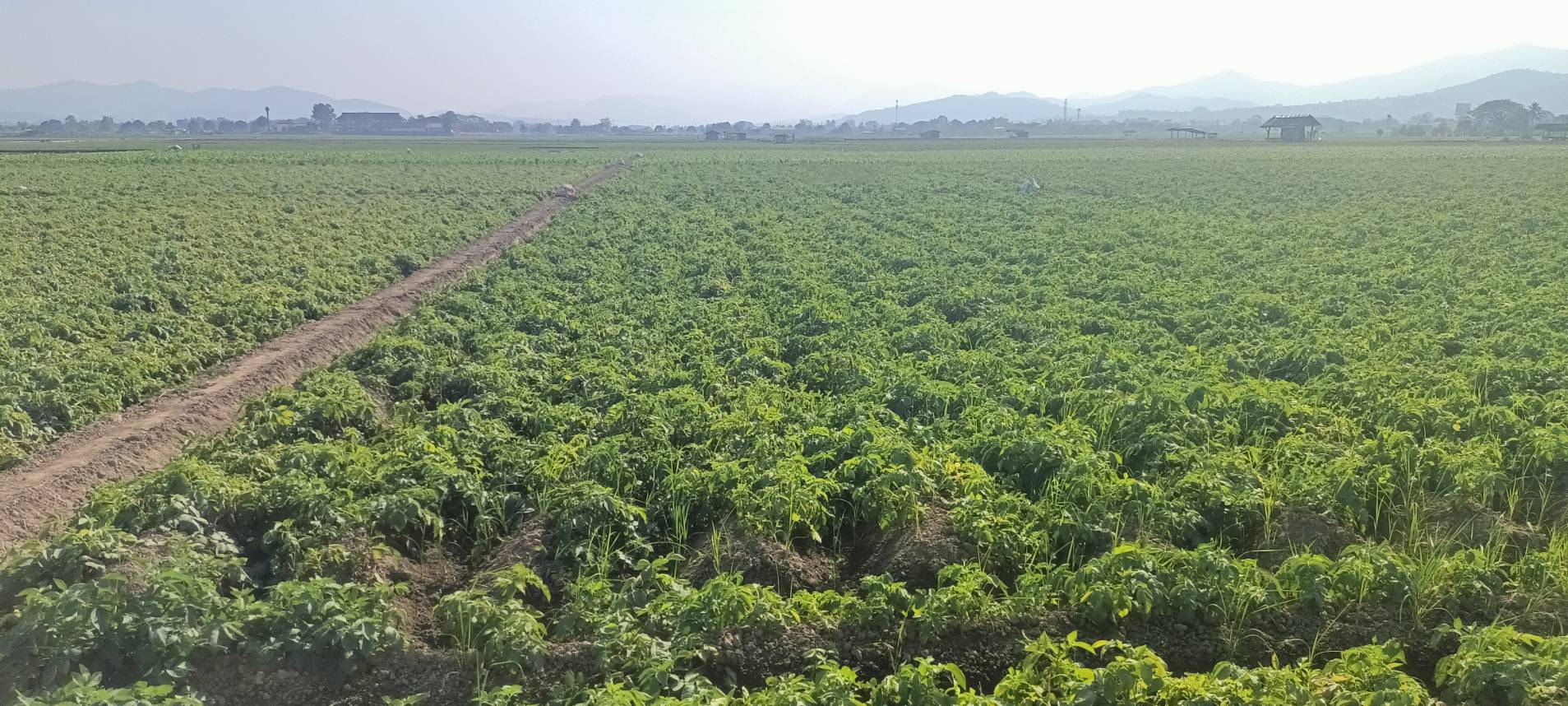 สศท.1 เกาะติดสถานการณ์ผลิตมันฝรั่ง 6 จังหวัดภาคเหนือตอนบนปีนี้ ผลผลิตรวม 7.3 หมื่นตัน เตรียมแผนลงพื้นที่ ก.พ. - มี.ค. 68 สำรวจข้อมูลเอกภาพ 7 33518 0 0