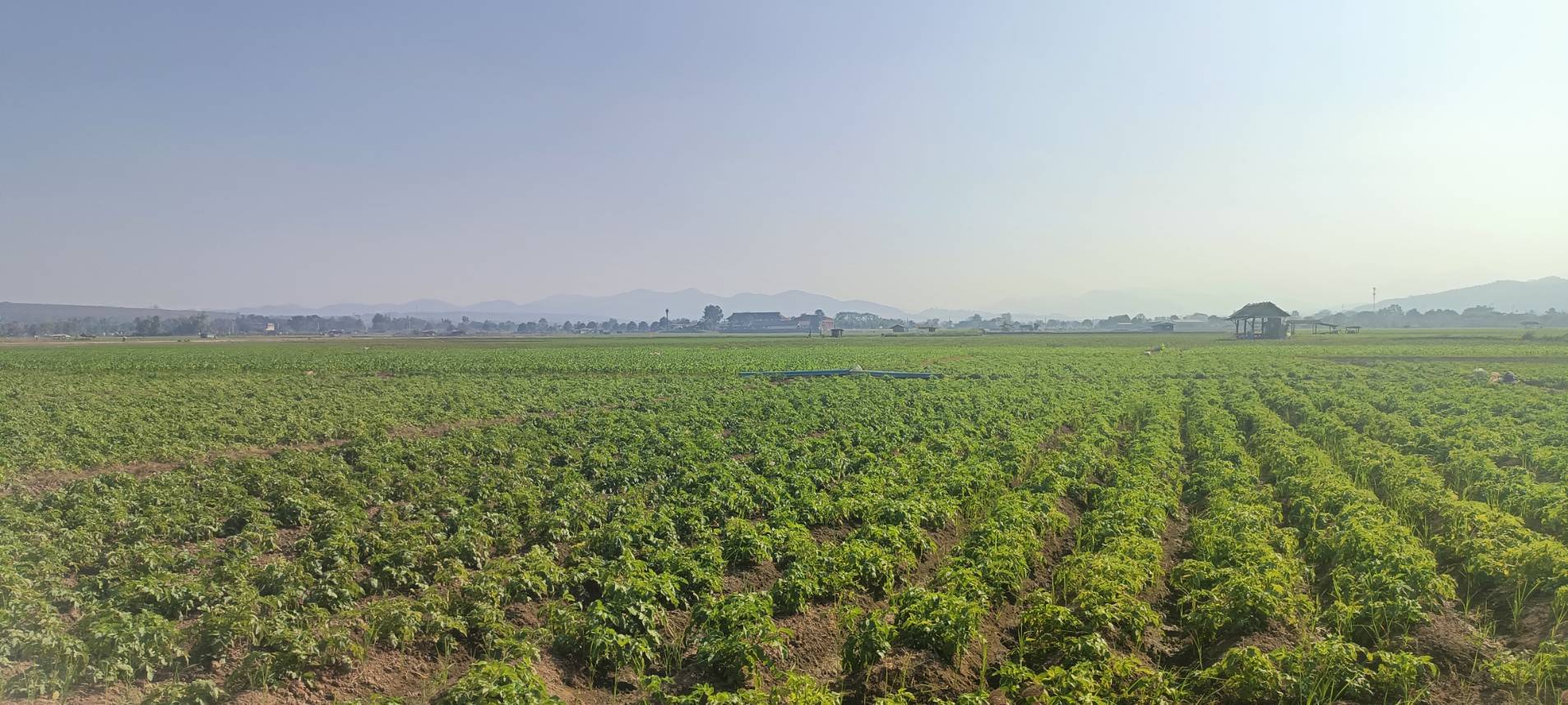 สศท.1 เกาะติดสถานการณ์ผลิตมันฝรั่ง 6 จังหวัดภาคเหนือตอนบนปีนี้ ผลผลิตรวม 7.3 หมื่นตัน เตรียมแผนลงพื้นที่ ก.พ. - มี.ค. 68 สำรวจข้อมูลเอกภาพ 8 33519 0 0