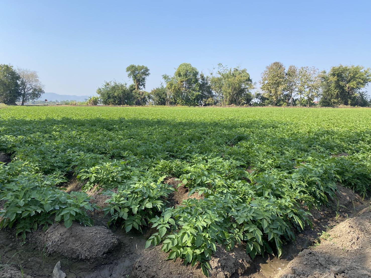 สศท.1 เกาะติดสถานการณ์ผลิตมันฝรั่ง 6 จังหวัดภาคเหนือตอนบนปีนี้ ผลผลิตรวม 7.3 หมื่นตัน เตรียมแผนลงพื้นที่ ก.พ. - มี.ค. 68 สำรวจข้อมูลเอกภาพ 3 33520 0 0