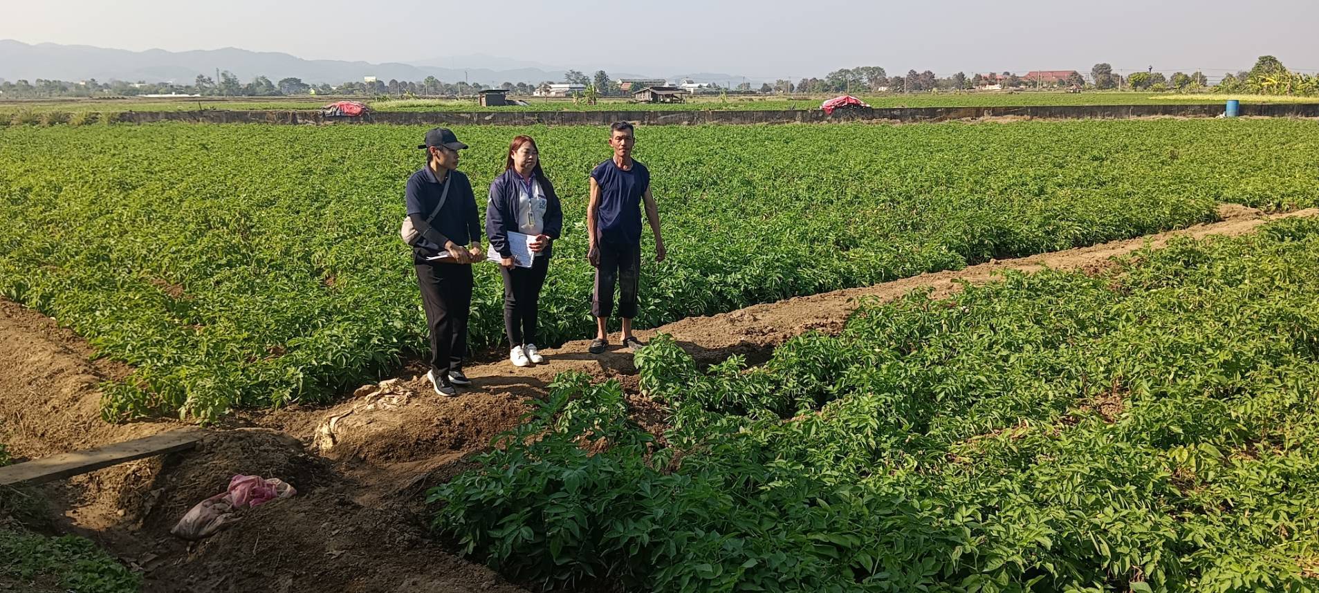 สศท.1 เกาะติดสถานการณ์ผลิตมันฝรั่ง 6 จังหวัดภาคเหนือตอนบนปีนี้ ผลผลิตรวม 7.3 หมื่นตัน เตรียมแผนลงพื้นที่ ก.พ. - มี.ค. 68 สำรวจข้อมูลเอกภาพ 4 33521 0 0