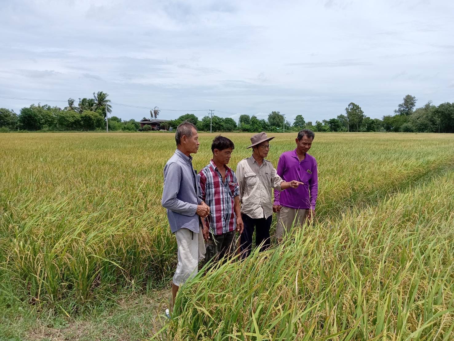 ‘ศกอ.สุพรรณบุรี’ ทำนาข้าวลดโลกร้อน ขายคาร์บอนเครดิต สร้างรายได้ 4 5 1