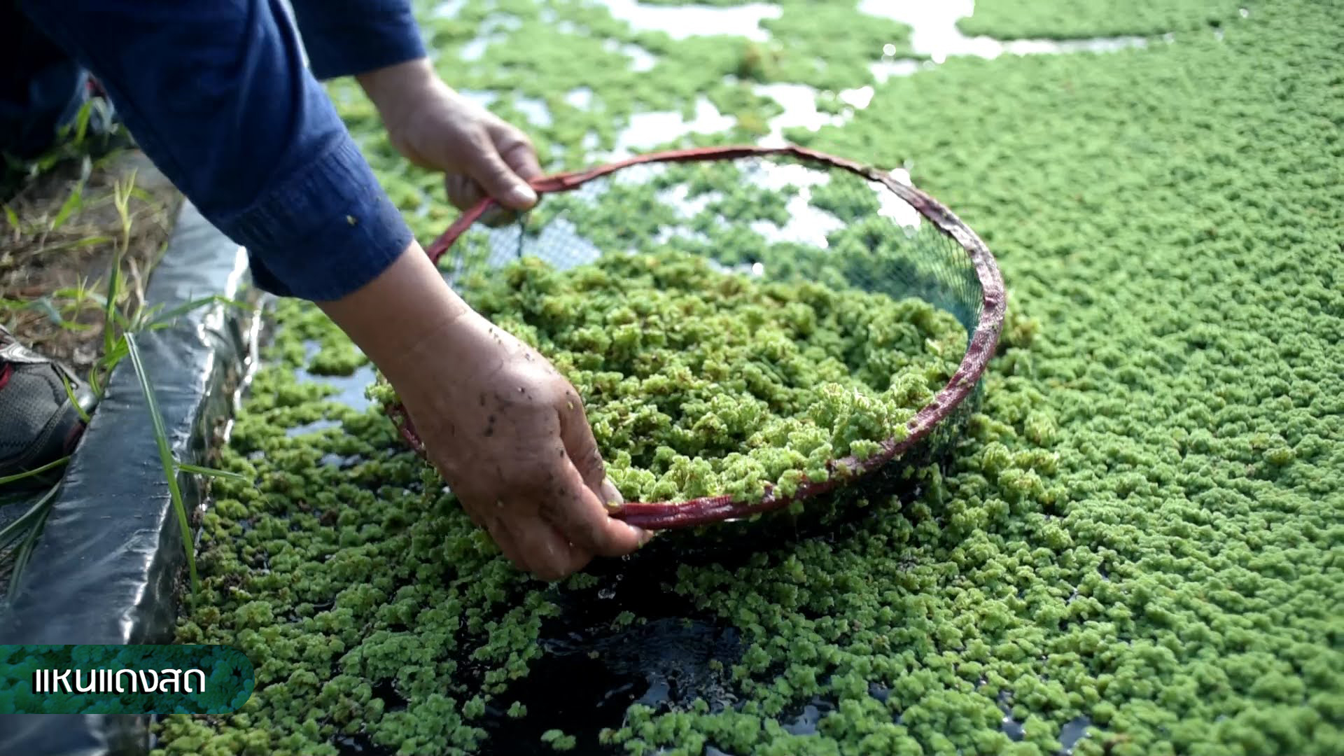กรมวิชาการเกษตร จัดใหญ่โชว์งานวิจัยใช้ได้จริง พร้อมเปิดเวทีจัดกิจกรรมสาธิตสร้างอาชีพเสริม ดีเดย์พร้อมเปิดงาน 31 ม.ค.นี้ 6 5 5