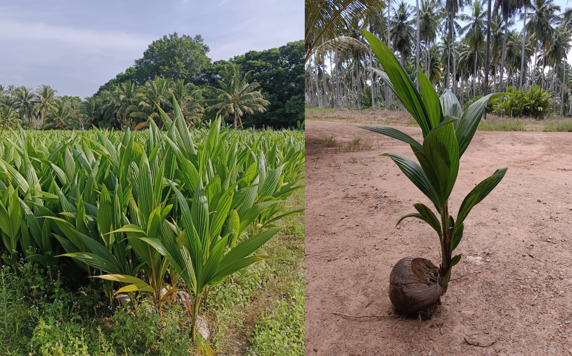 กรมวิชาการเกษตร จัดใหญ่โชว์งานวิจัยใช้ได้จริง พร้อมเปิดเวทีจัดกิจกรรมสาธิตสร้างอาชีพเสริม ดีเดย์พร้อมเปิดงาน 31 ม.ค.นี้ 8 7 2