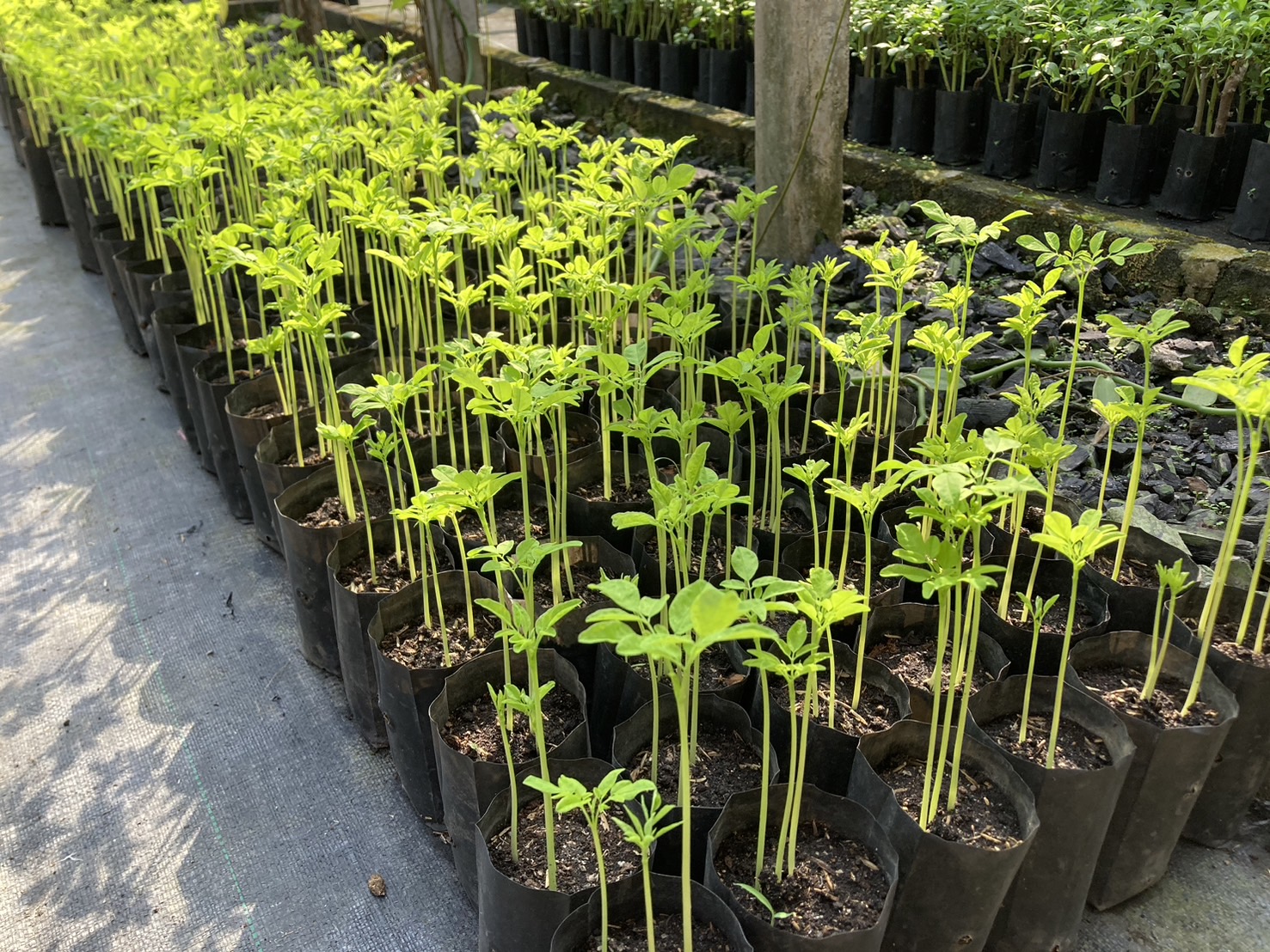 กรมวิชาการเกษตร จัดใหญ่โชว์งานวิจัยใช้ได้จริง พร้อมเปิดเวทีจัดกิจกรรมสาธิตสร้างอาชีพเสริม ดีเดย์พร้อมเปิดงาน 31 ม.ค.นี้ 9 8 1