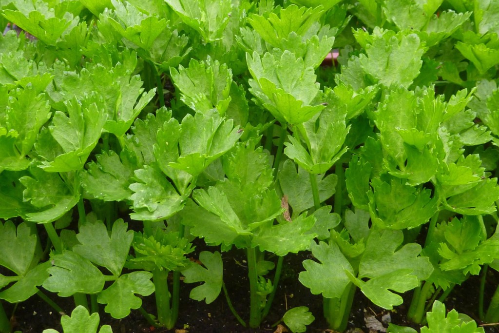 Celery Seeds