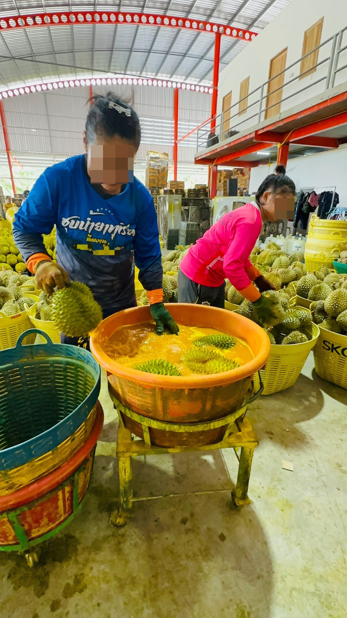 จีน เล่นบทโหด ทุเรียนไทย ต้องแนบผลวิเคราะห์สารชุบทุเรียนทุกล็อตก่อมะเร็งหรือไม่ 5 S 10715219 1 scaled