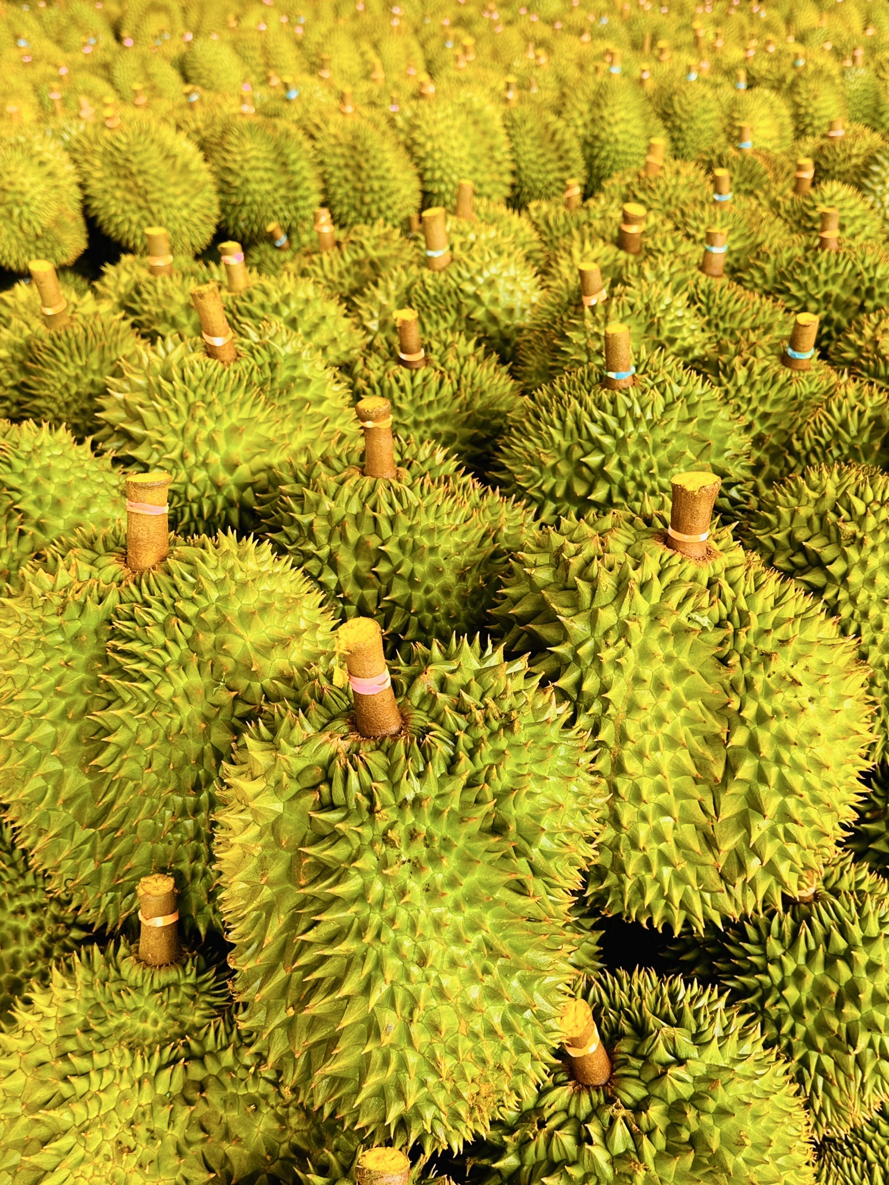 เปิดรายชื่อ 12 ห้องปฏิบัติการ ที่กรมวิชาการเกษตร ให้การยอมรับ ใช้ตรวจการปนเปื้อน แคดเมียมและ สาร BY2 ในทุเรียนจากไทยส่งไปจีนเริ่ม 20 มกราคม 68 2 S 10846223