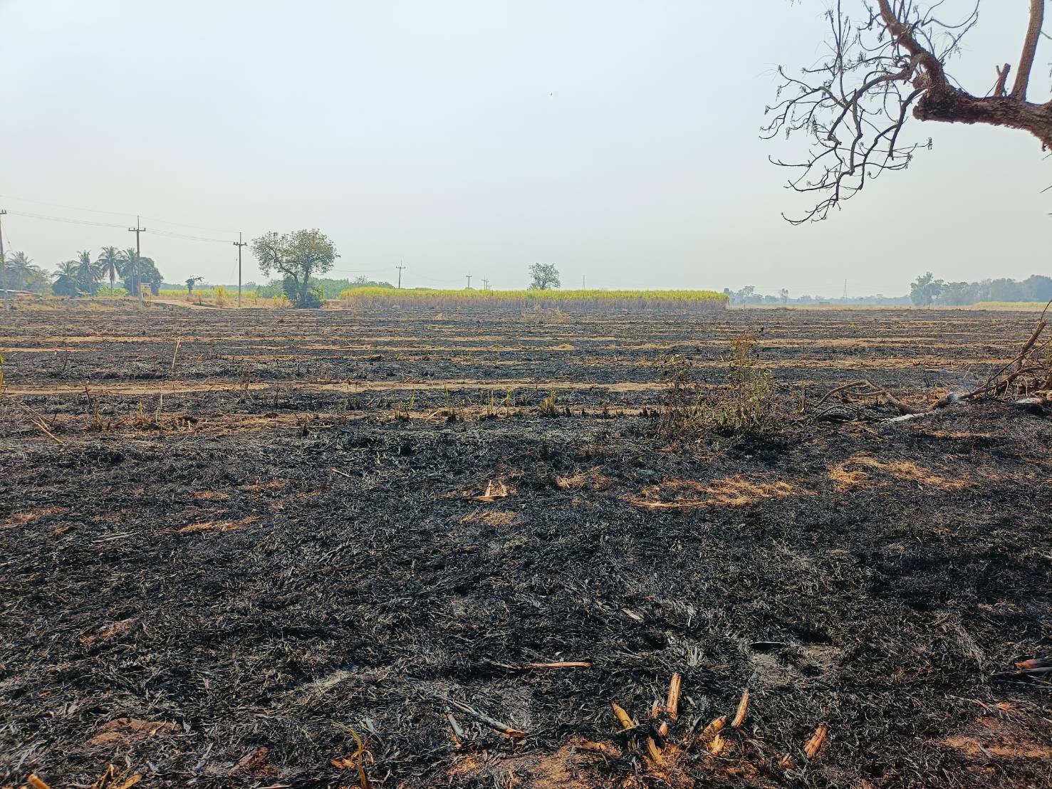 ส่งพิสูจน์หลักฐาน ลงไร่อ้อย อ.โคกเจริญ จ.ลพบุรี หลังเจ้าของแปลงบอก ‘ฉันไม่ได้เผา’ 4 S 111566881