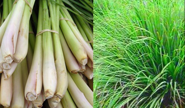 capture 20250106 131158แก้