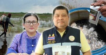 จุลินทรีย์ย่อยสลายตอซัง 3