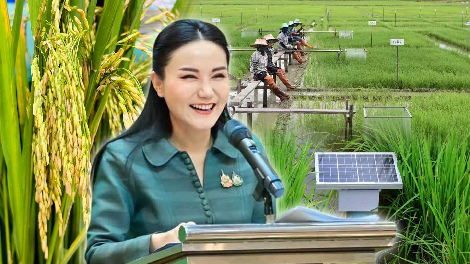 ติดสปีด ผลิตข้าวคาร์บอนต่ำ3