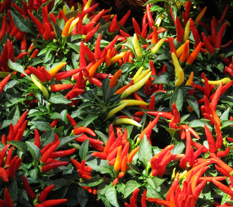 ต้นพริกขี้ฟ้า 768x683 1