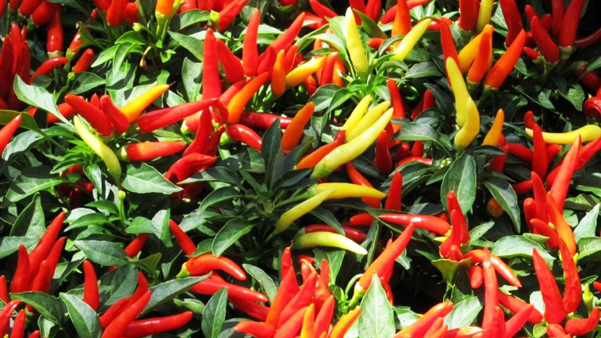 พริกชี้ฟ้า2 1