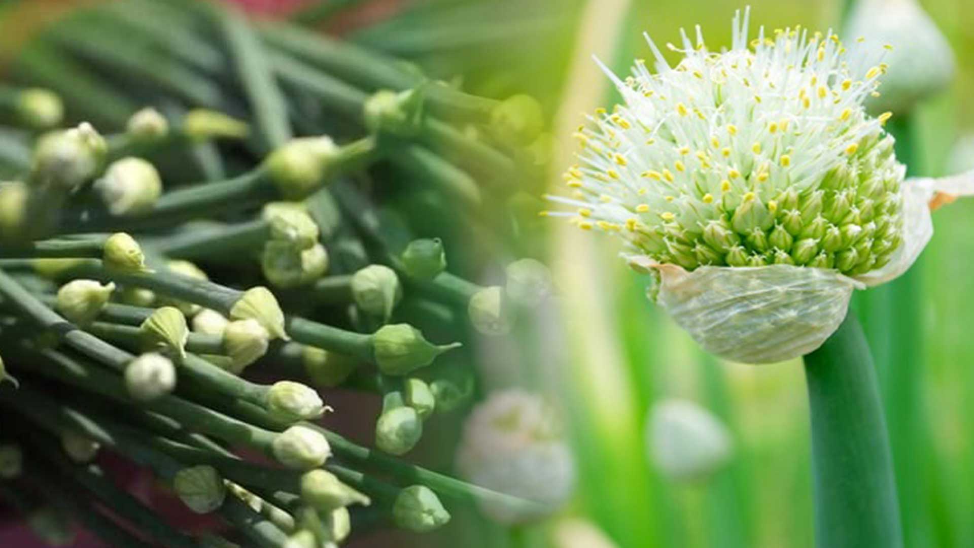 หอมกินดอก3