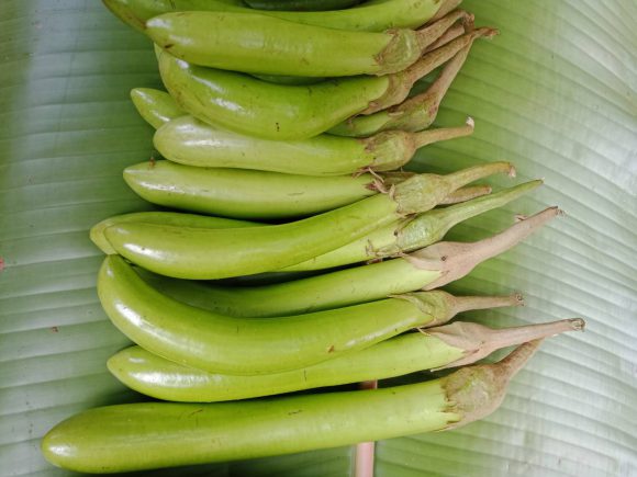 เทคนิคการปลูก 429974 e1594397966783