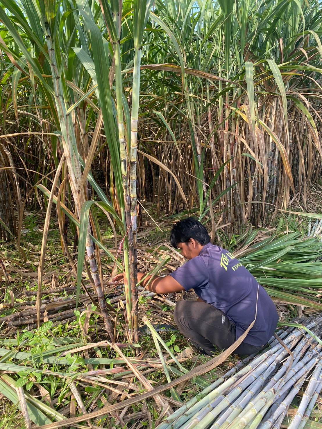เกษตรกรยะลาปลูกอ้อย คั้นน้ำขายช่วงรอมฎอน 8 480755453 1039406878231322 1779089921064991178 n