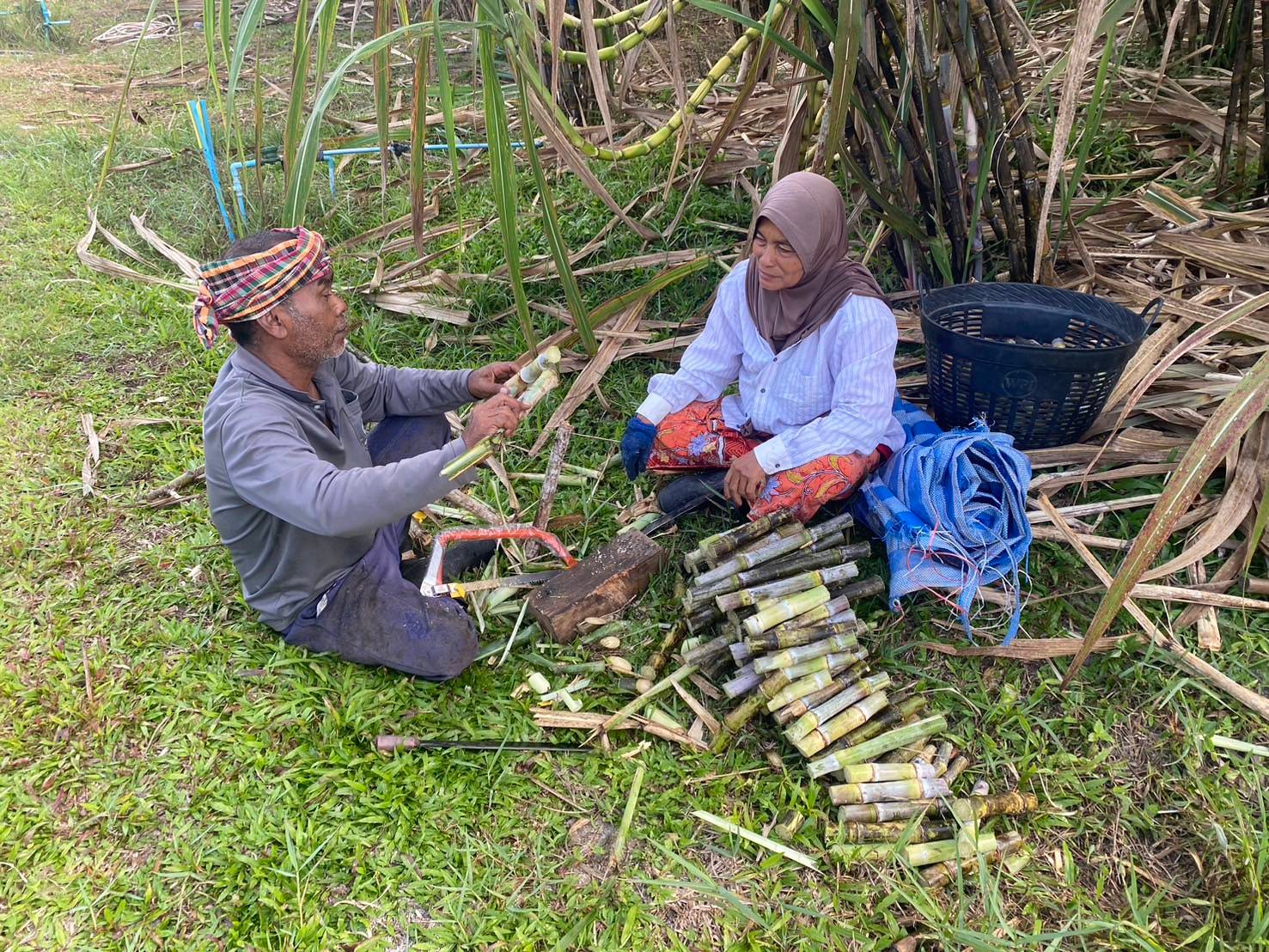 เกษตรกรยะลาปลูกอ้อย คั้นน้ำขายช่วงรอมฎอน 9 481021871 1039406908231319 4903098207755561142 n