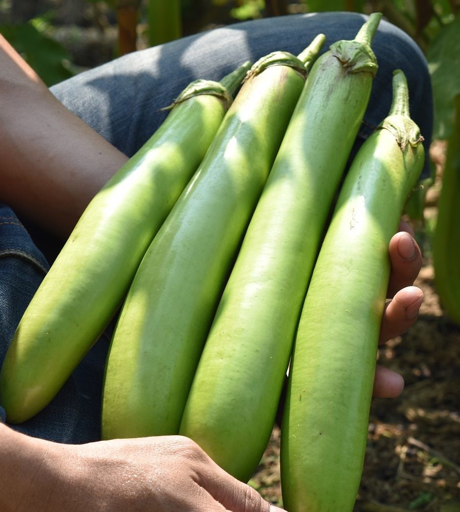 เทคนิคการปลูก 82474425 865204367230203 4995131082182492160 n