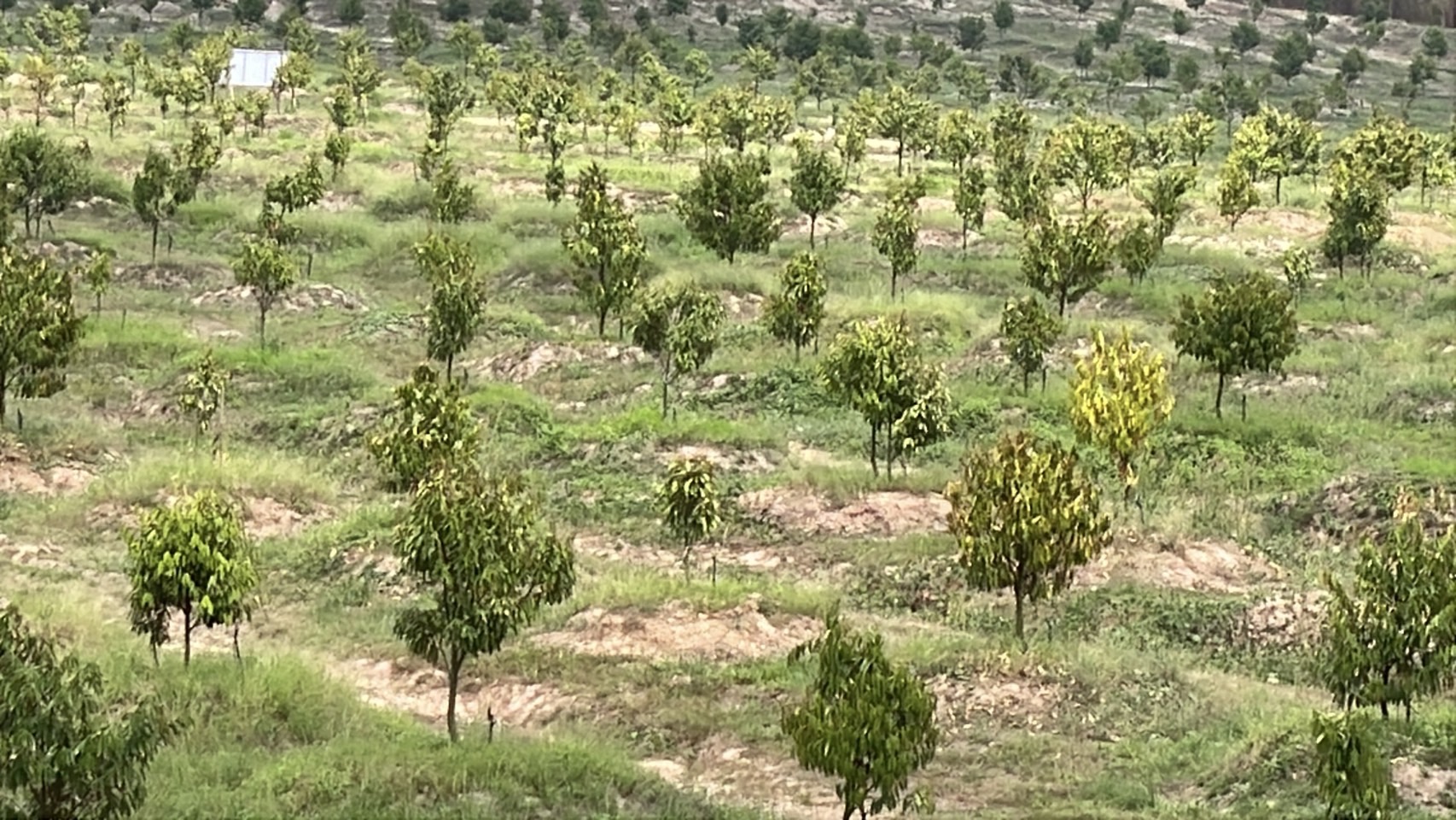 ลามไม่หยุด พบ ที่ คทช. ตกอยู่ในมือทุนจีน ทำสวนทุเรียน อ.ท่าตะเกียบ จ.ฉะเชิงเทรา ปรากฏชื่อ คนจันท์-ตราด ถือครอง แต่เจ้าตัวปฏิเสธ ไม่ได้ขอใช้สิทธิ์ 7 S 119734292