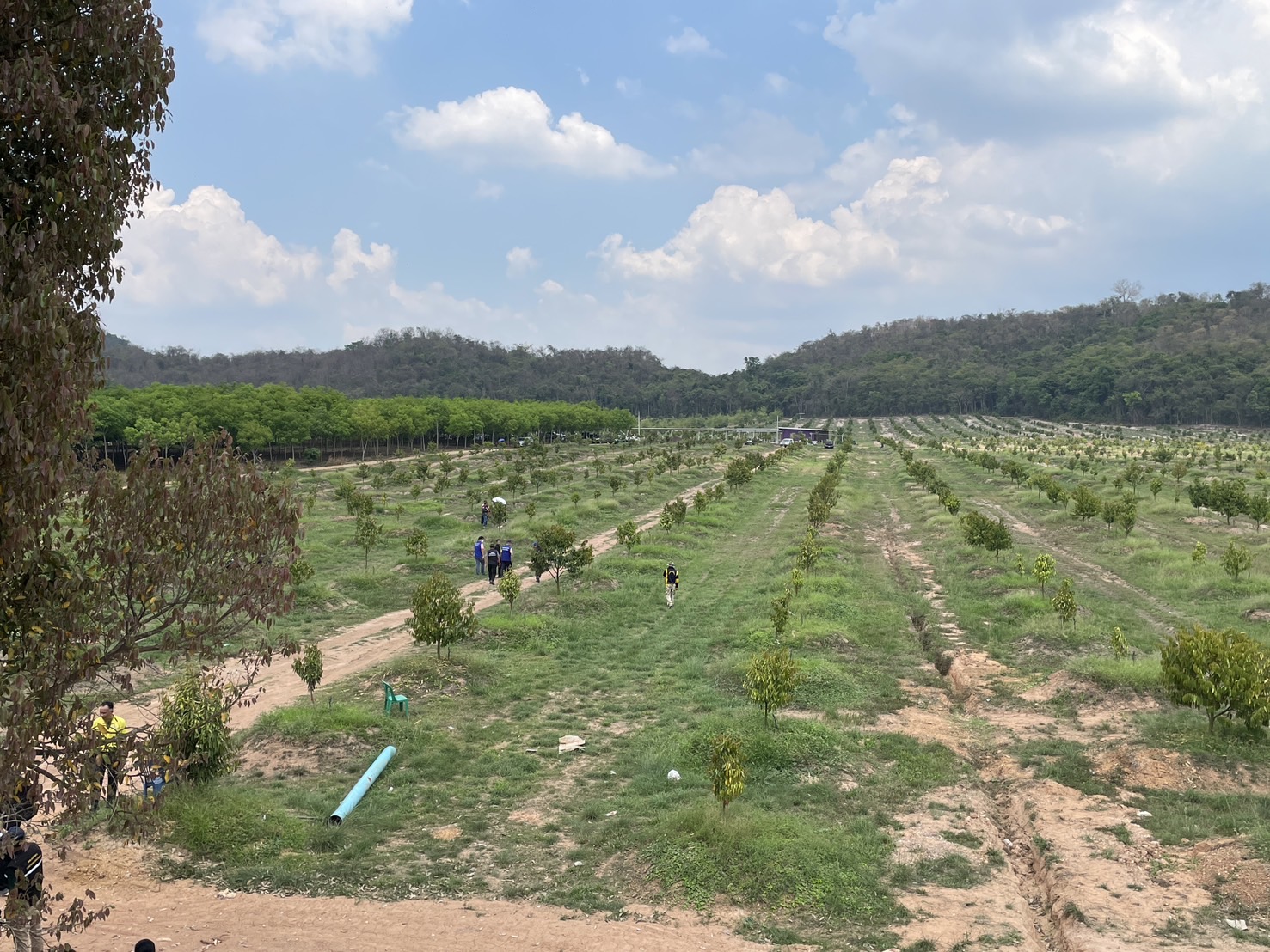 ลามไม่หยุด พบ ที่ คทช. ตกอยู่ในมือทุนจีน ทำสวนทุเรียน อ.ท่าตะเกียบ จ.ฉะเชิงเทรา ปรากฏชื่อ คนจันท์-ตราด ถือครอง แต่เจ้าตัวปฏิเสธ ไม่ได้ขอใช้สิทธิ์ 9 S 119734293