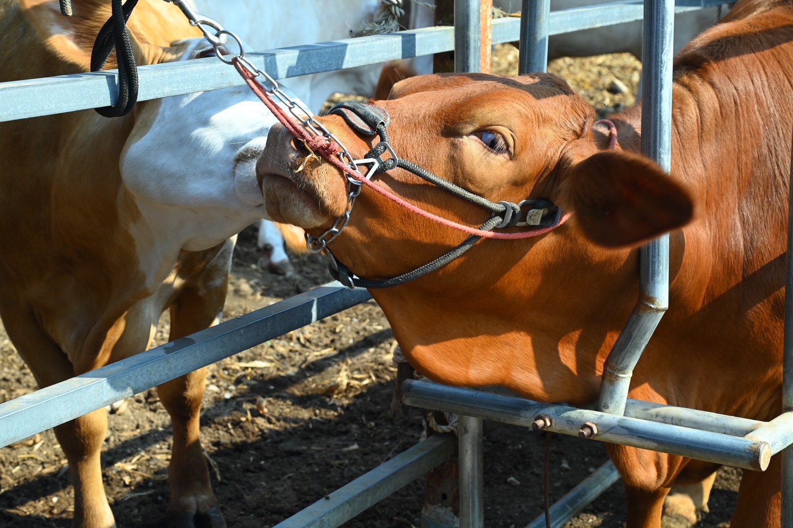 ก.เกษตรฯ Kick Off รณรงค์ฉีดวัคซีน ‘โรคลัมปี สกิน’ 7.8 ล้านโดส ป้องกันการระบาด ลดความสูญเสีย สร้างความเชื่อมั่นในสินค้าปศุสัตว์ให้กับประเทศคู่ค้า 4 S 13525101
