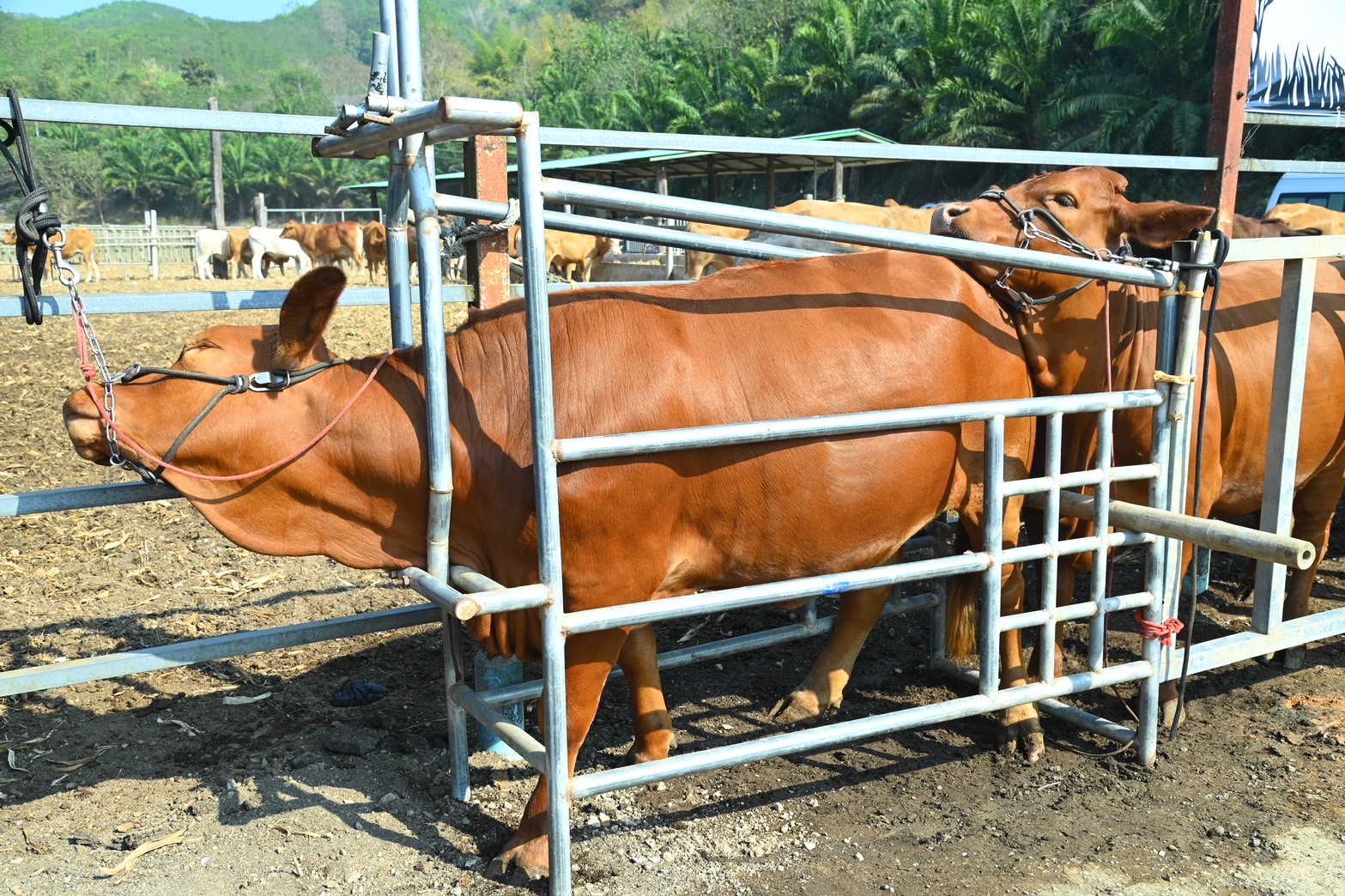 ก.เกษตรฯ Kick Off รณรงค์ฉีดวัคซีน ‘โรคลัมปี สกิน’ 7.8 ล้านโดส ป้องกันการระบาด ลดความสูญเสีย สร้างความเชื่อมั่นในสินค้าปศุสัตว์ให้กับประเทศคู่ค้า 5 S 13525102