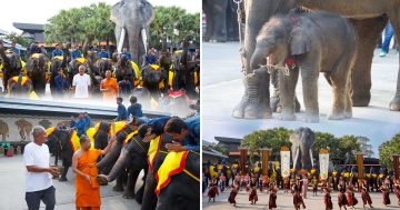 ช้างสวนนงนุชพัทยา3