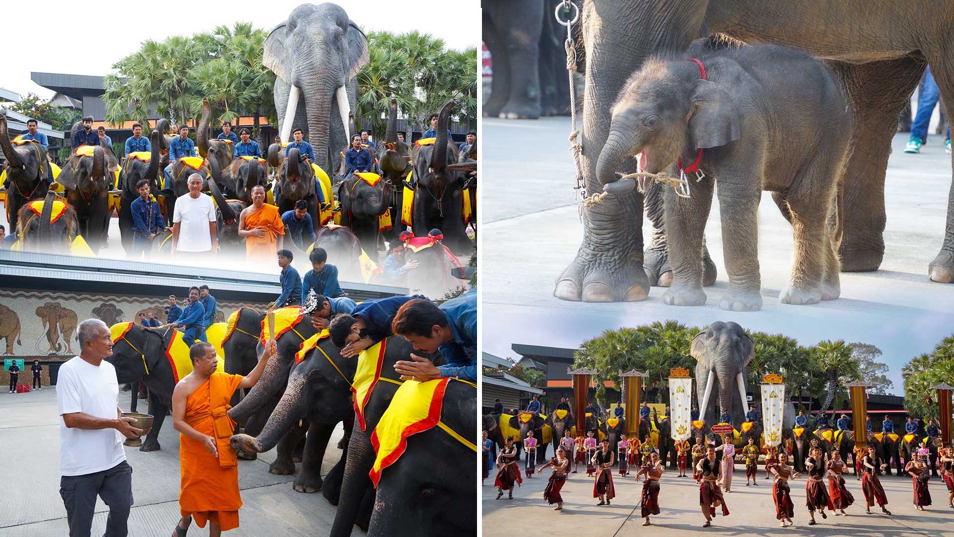 ช้างสวนนงนุชพัทยา3