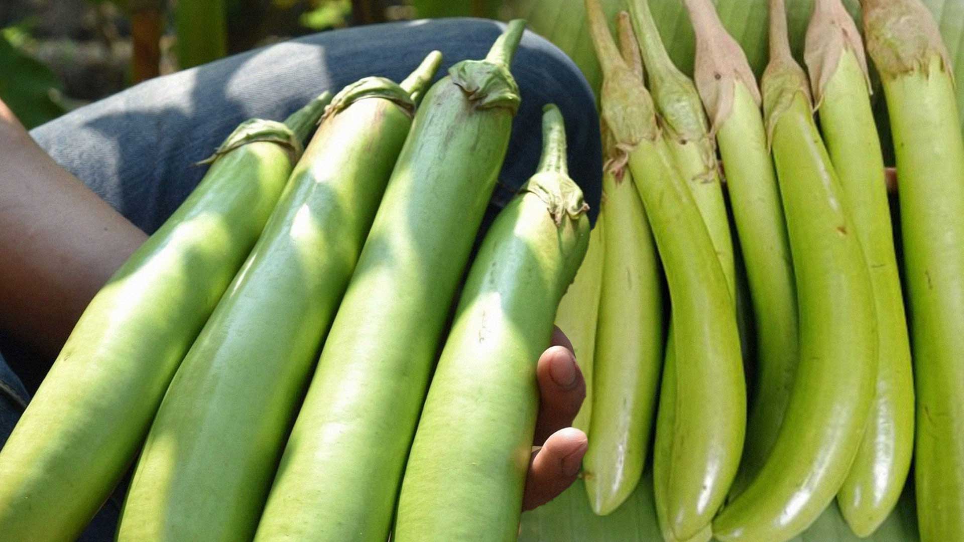 เทคนิคการปลูก มะเขือยาว2 2