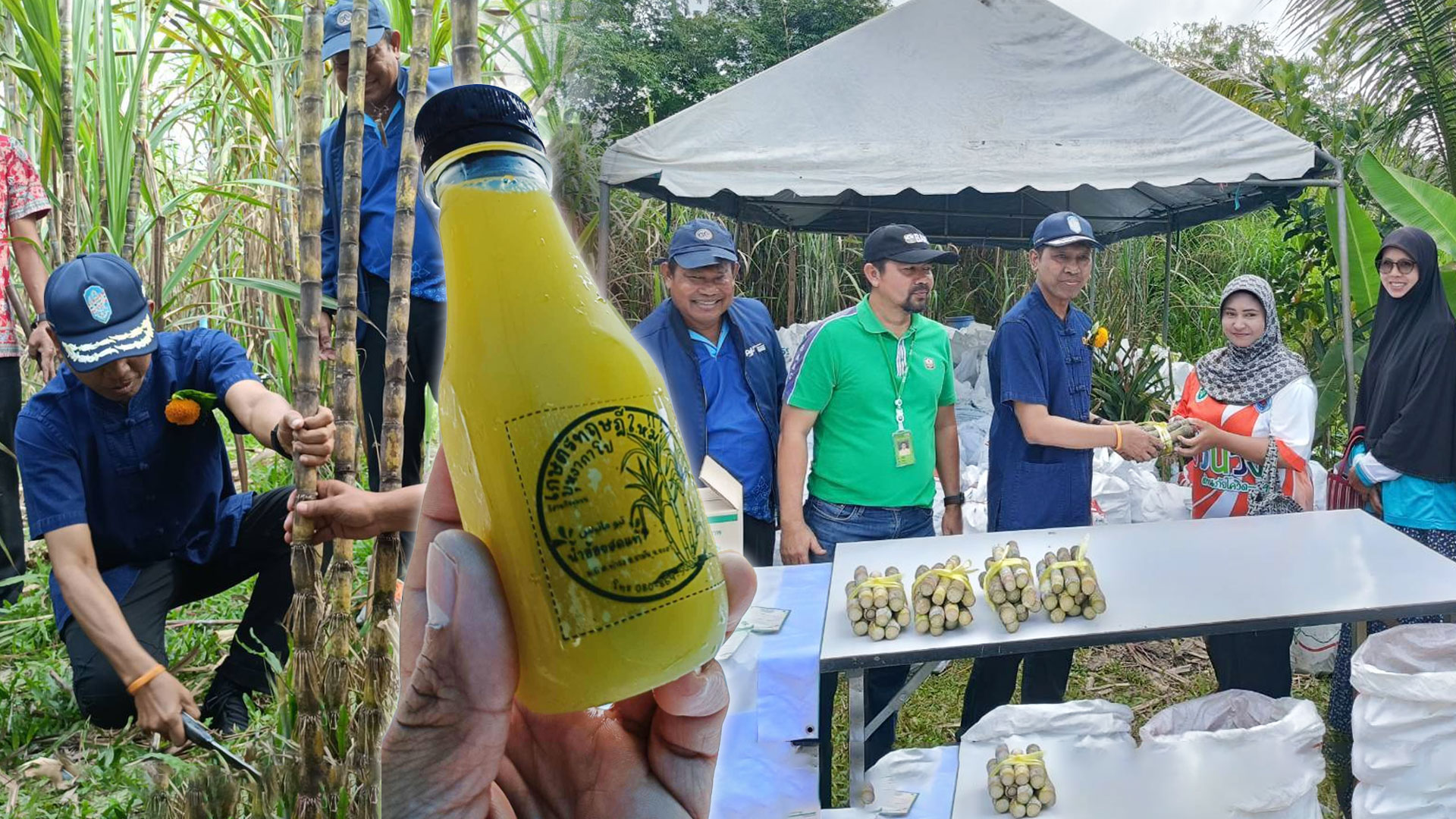 เกษตรกรยะลาปลูกอ้อย คั้นน้ำขายช่วงรอมฎอน 1 เกษตรกรยะลาปลูกอ้อย2