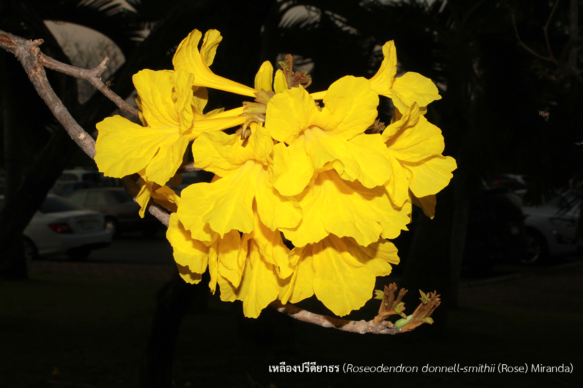 04 เหลืองปรีดียาธร