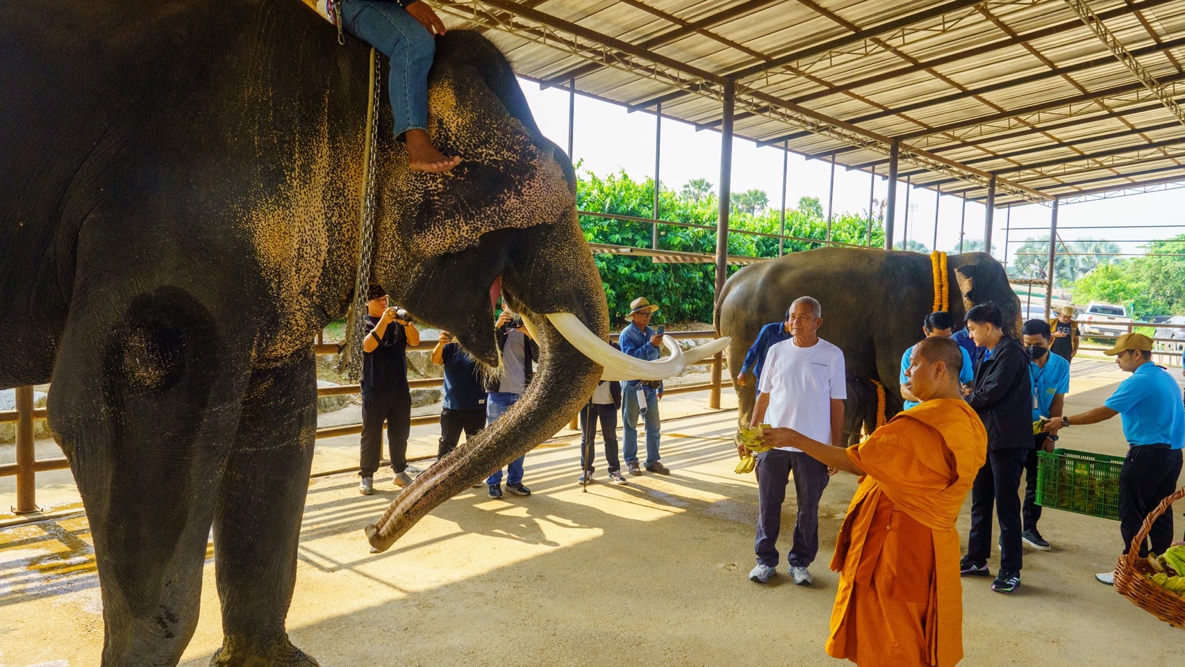 ปางช้างลูกดกสวนนงนุชพัทยา มาอีกแล้วเชือกที่ 2 ของปี มีช้างมากถึง 82เชือก ฉลองอย่างยิ่งใหญ่ 3 S 3654712