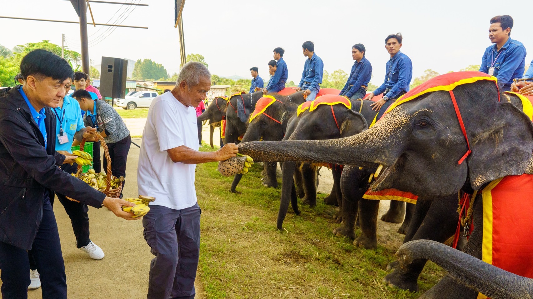 ปางช้างลูกดกสวนนงนุชพัทยา มาอีกแล้วเชือกที่ 2 ของปี มีช้างมากถึง 82เชือก ฉลองอย่างยิ่งใหญ่ 4 S 3654745