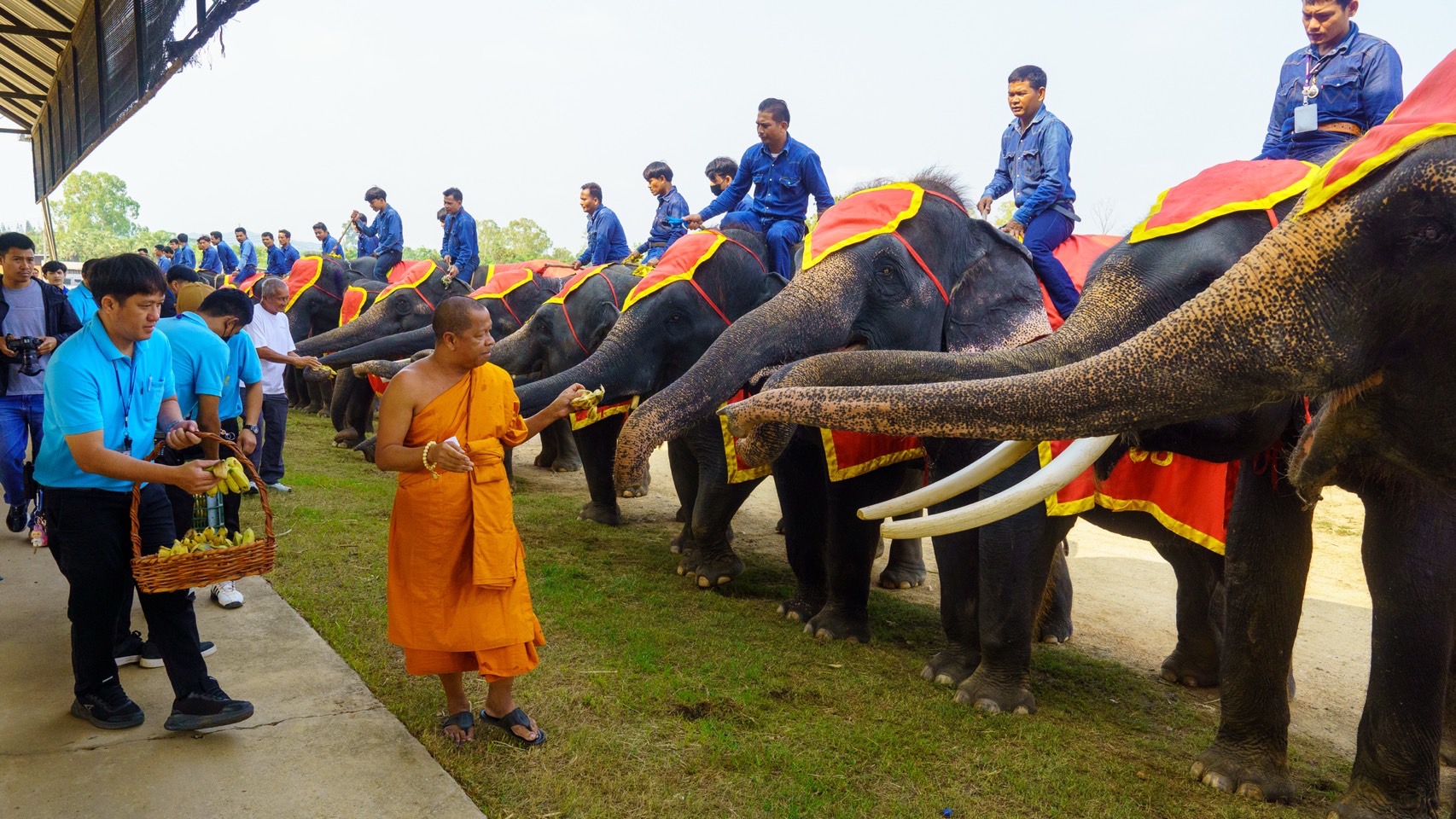 ปางช้างลูกดกสวนนงนุชพัทยา มาอีกแล้วเชือกที่ 2 ของปี มีช้างมากถึง 82เชือก ฉลองอย่างยิ่งใหญ่ 8 S 3654798
