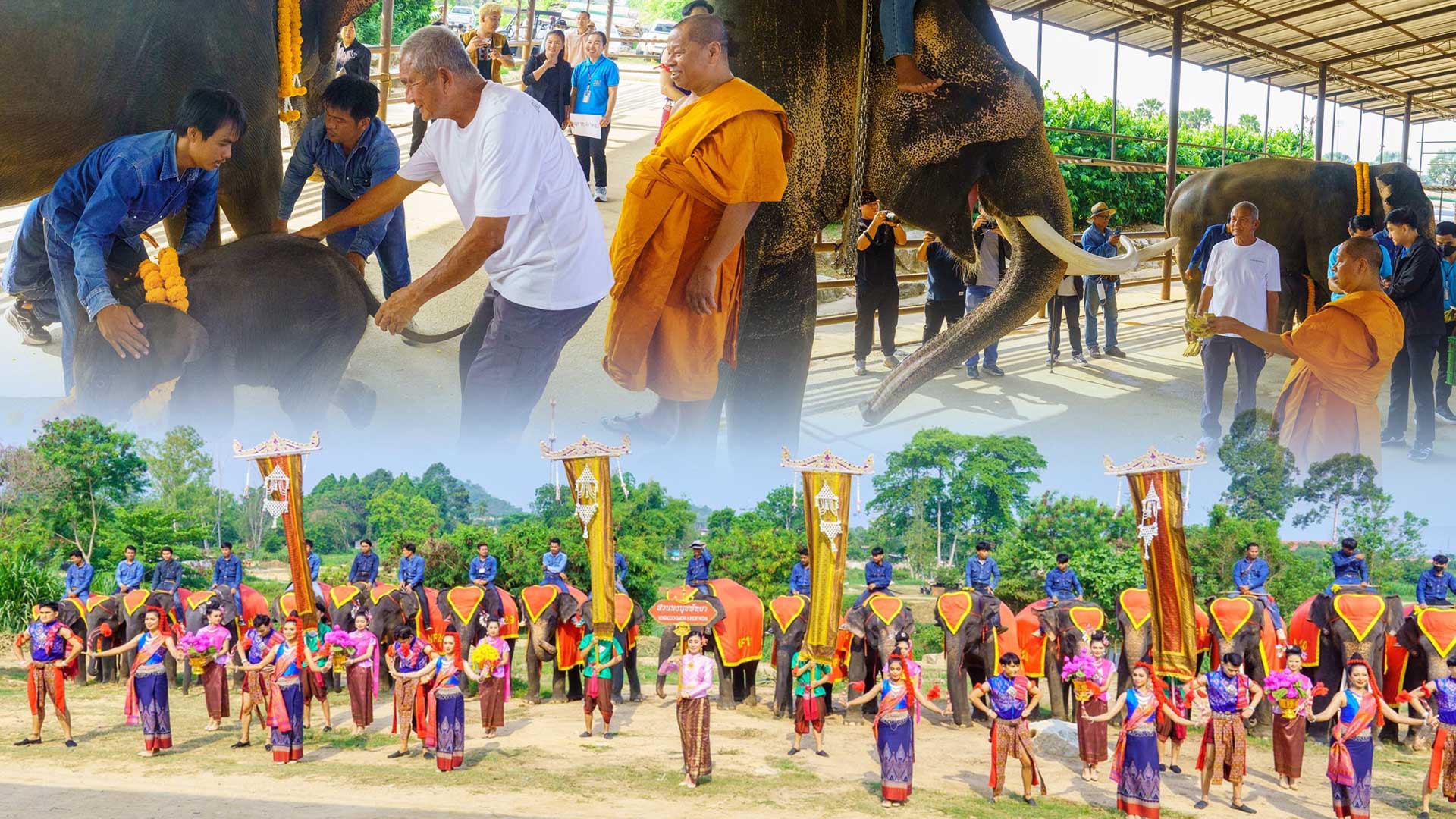 ปางช้างลูกดกสวนนงนุชพัทยา มาอีกแล้วเชือกที่ 2 ของปี มีช้างมากถึง 82เชือก ฉลองอย่างยิ่งใหญ่ 1 ปางช้างลูกดก3