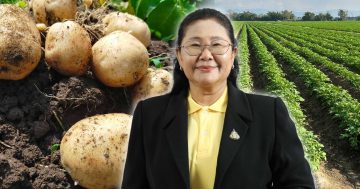 มันฝรั่งไทย3