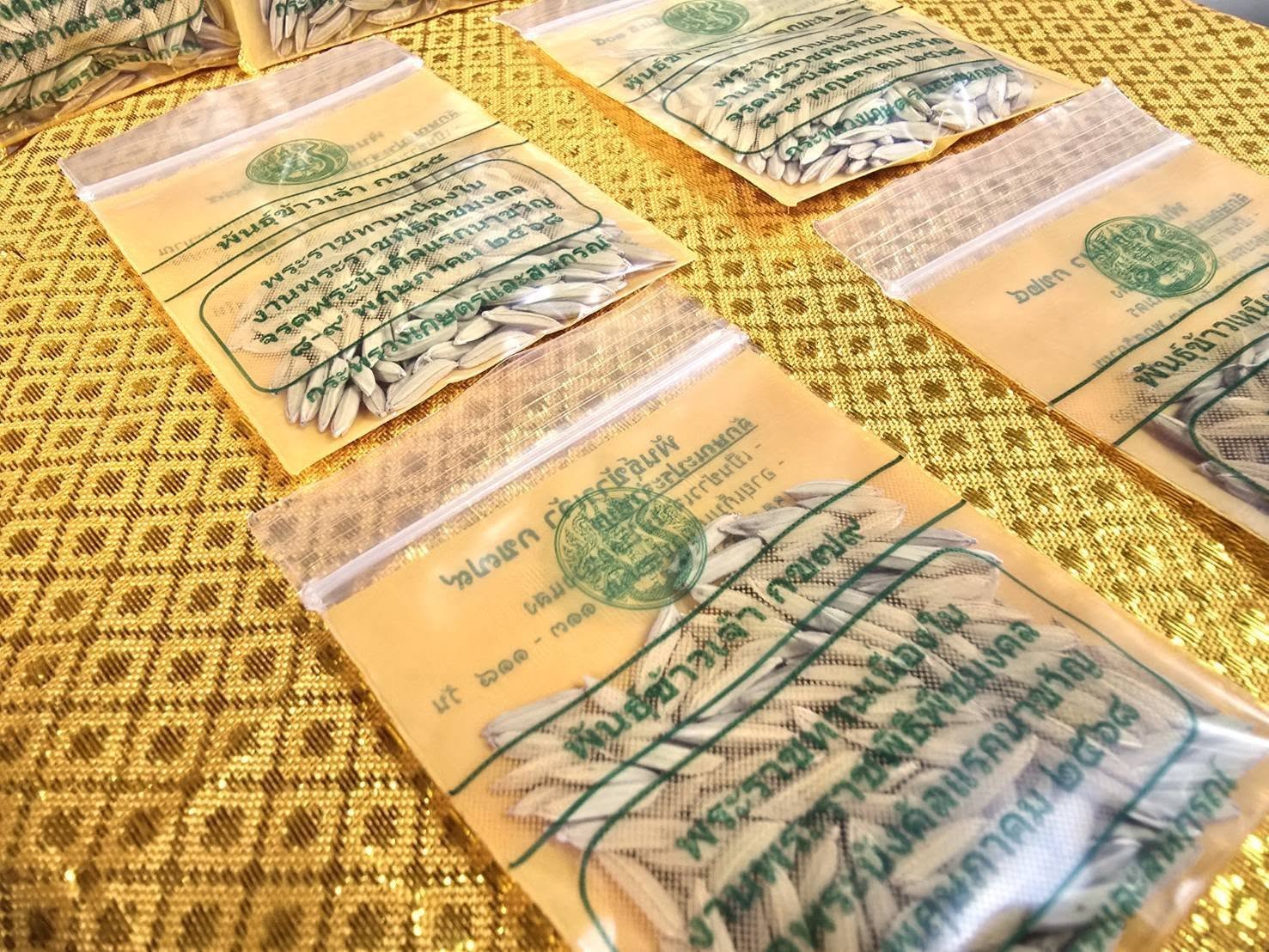 กรมการข้าว เตรียมแจก 6 พันธุ์ข้าวทรงปลูกพระราชทาน ในวันพืชมงคล 2568 3 492252638 1187334196763040 593049625602929024 n