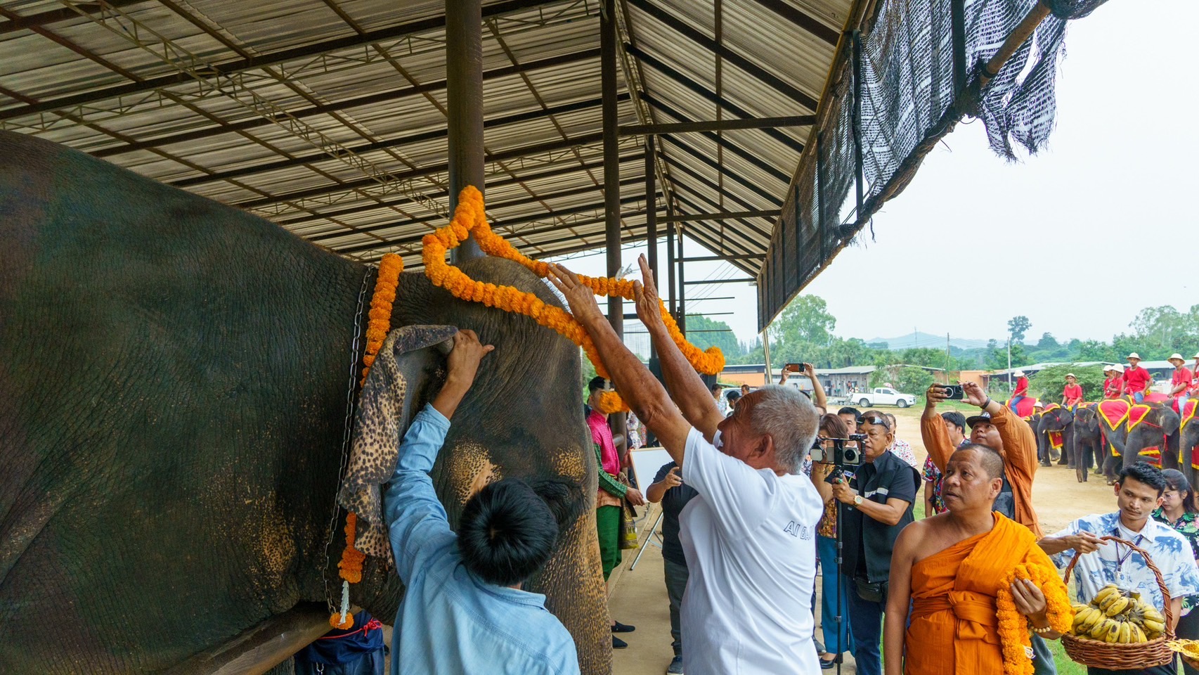 นาทีชีวิต แม่ช้างมือใหม่ของสวนนงนุชพัทยาตกลูกครั้งแรกเกือบไม่รอด เจ้าหน้าที่มีความพร้อมเลยช่วยชีวิตลูกช้างไว้ทัน-จัดขบวนรับขวัญช้าง 5 S 3761340