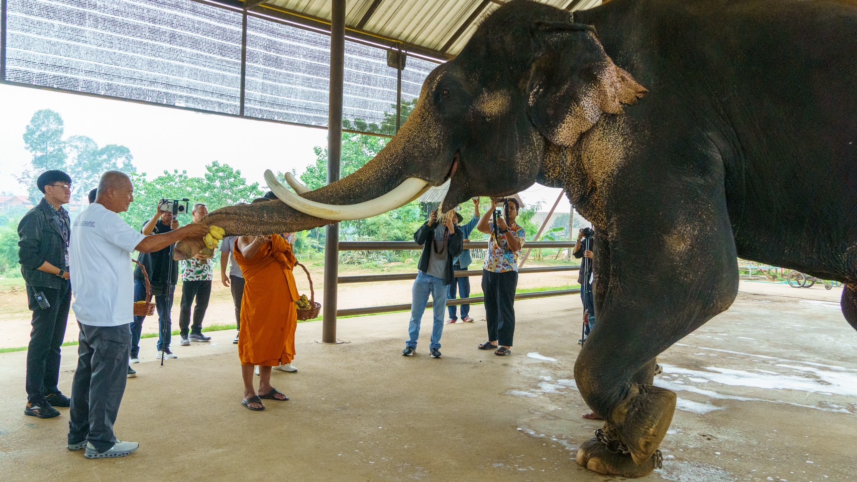 นาทีชีวิต แม่ช้างมือใหม่ของสวนนงนุชพัทยาตกลูกครั้งแรกเกือบไม่รอด เจ้าหน้าที่มีความพร้อมเลยช่วยชีวิตลูกช้างไว้ทัน-จัดขบวนรับขวัญช้าง 6 S 3761352