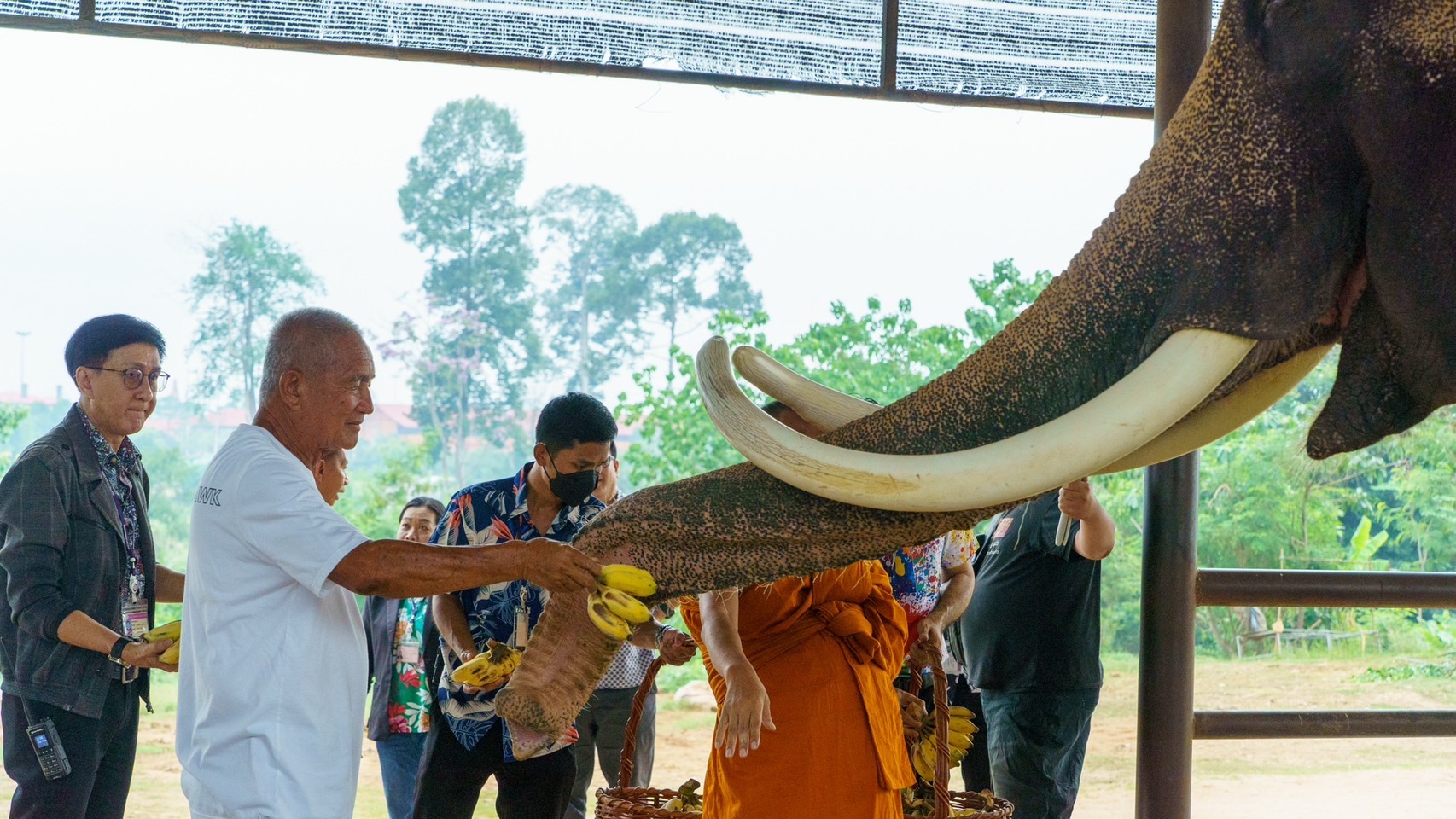 นาทีชีวิต แม่ช้างมือใหม่ของสวนนงนุชพัทยาตกลูกครั้งแรกเกือบไม่รอด เจ้าหน้าที่มีความพร้อมเลยช่วยชีวิตลูกช้างไว้ทัน-จัดขบวนรับขวัญช้าง 7 S 3761359