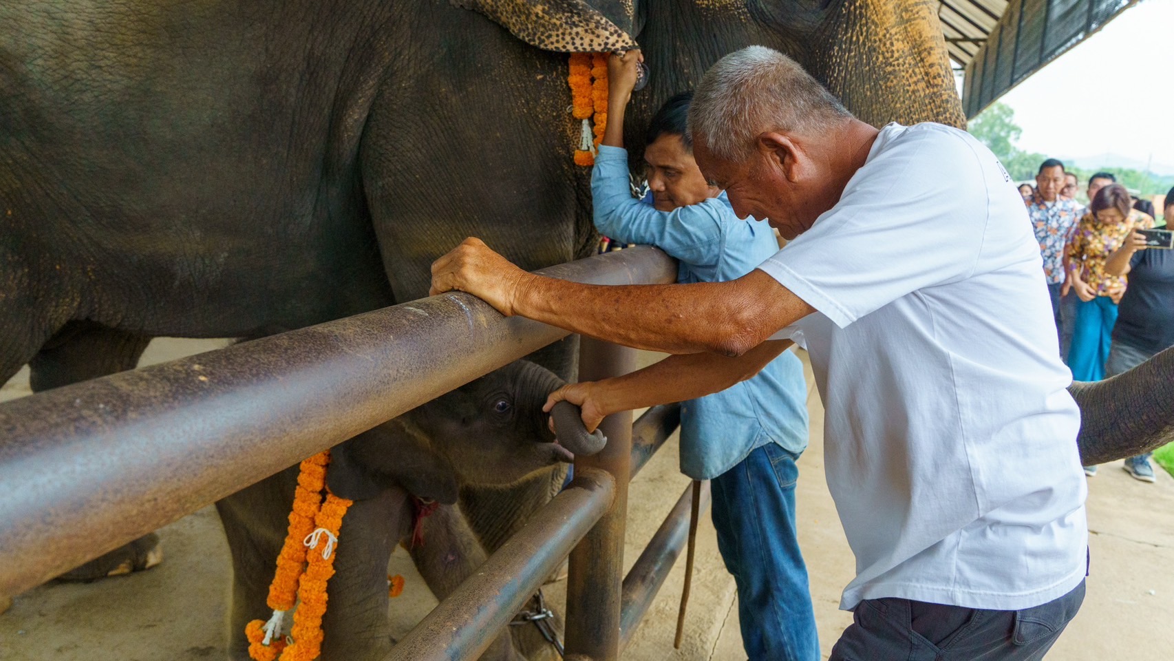 นาทีชีวิต แม่ช้างมือใหม่ของสวนนงนุชพัทยาตกลูกครั้งแรกเกือบไม่รอด เจ้าหน้าที่มีความพร้อมเลยช่วยชีวิตลูกช้างไว้ทัน-จัดขบวนรับขวัญช้าง 10 S 3761401