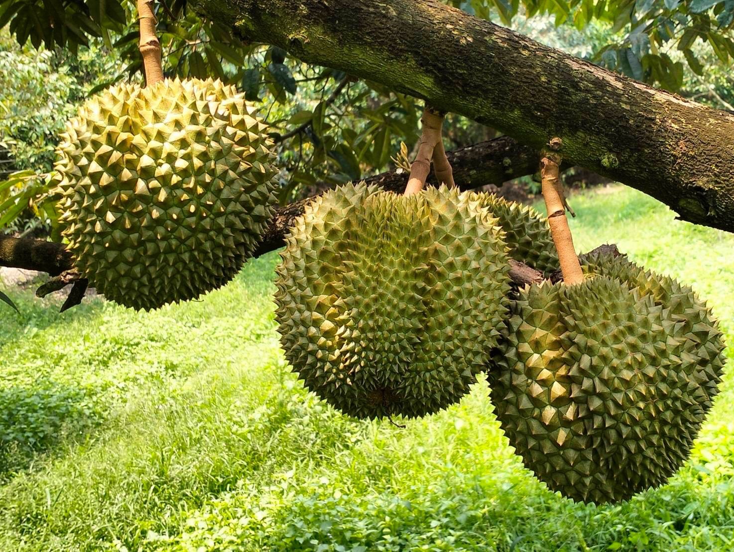 ทุเรียน