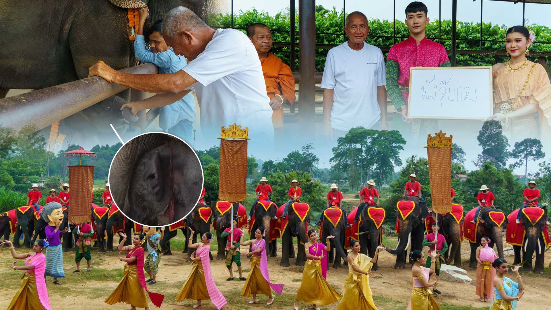 นาทีชีวิต แม่ช้างมือใหม่ของสวนนงนุชพัทยาตกลูกครั้งแรกเกือบไม่รอด เจ้าหน้าที่มีความพร้อมเลยช่วยชีวิตลูกช้างไว้ทัน-จัดขบวนรับขวัญช้าง 1 แม่ช้างมือใหม่3