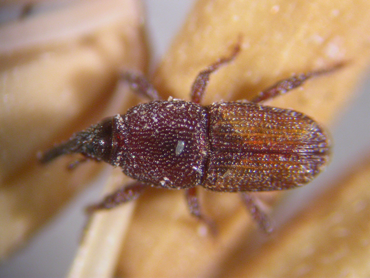 กรมวิชาการเกษตรเปิดมิติใหม่กำจัดแมลงศัตรูหลังเก็บเกี่ยว ชงใช้สารรมอีโคฟูมและเวเปอร์ฟอสกำจัด ใช้เวลาน้อย ปลอดภัย ไม่กระทบคุณภาพผลผลิต 11 09